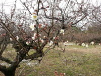 썂~E~̔_ʐ^09